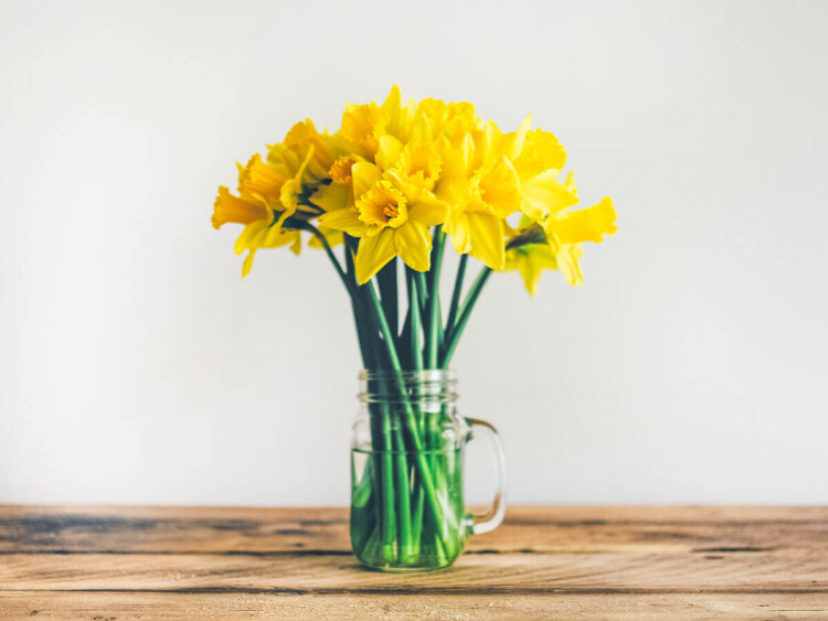 Narzissen in einer Vase