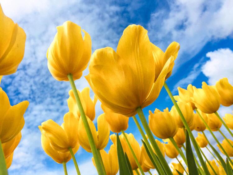 Gelbe Tulpen unter blauem Himmel